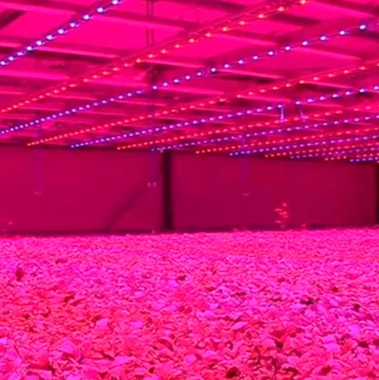 Tubo LED T8 18W, 120cm, PLANT GROW Full Spectrum, Crecimiento de plantas, IP65