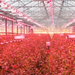 Tubo LED T8 18W, 120cm, PLANT GROW Full Spectrum, Crecimiento de plantas, IP65